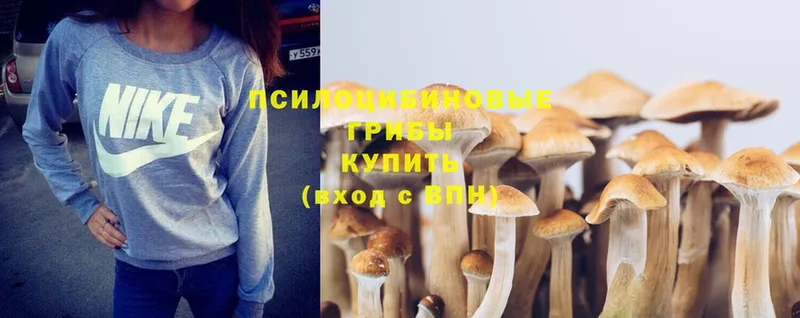 Псилоцибиновые грибы Psilocybe  Нарткала 